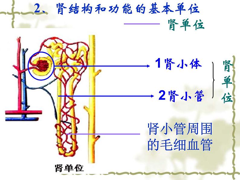 济南版七下生物 4.1尿液的形成和排出 课件第8页