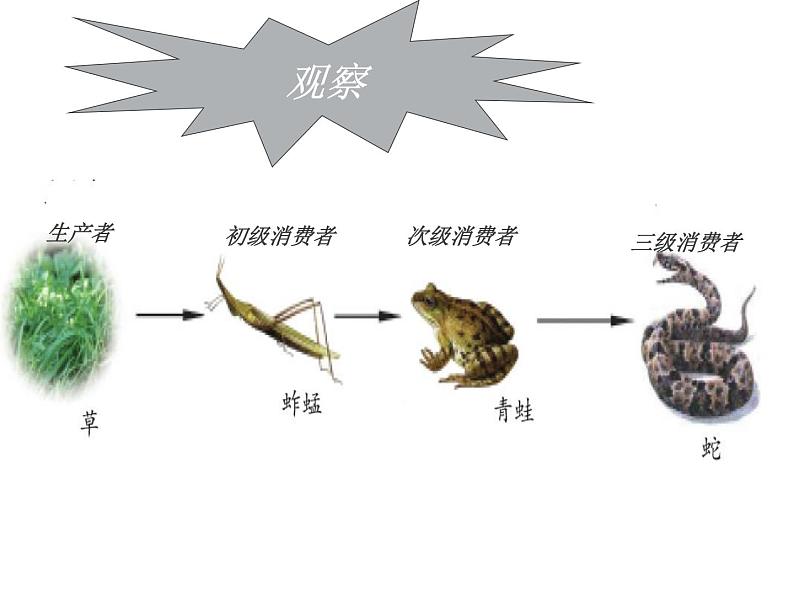 济南版八下生物 6.2.2食物链和食物网  课件第6页