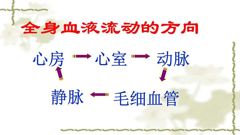 冀教版七下生物 2.3物质运输的路线 课件03