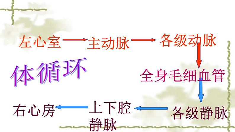 冀教版七下生物 2.3物质运输的路线 课件06