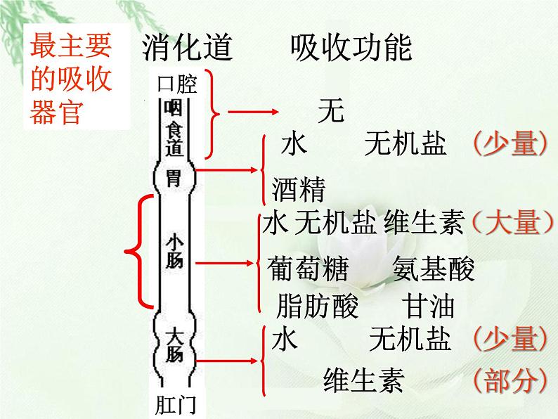 冀教版七下生物 1.3营养物质的吸收和利用 课件05