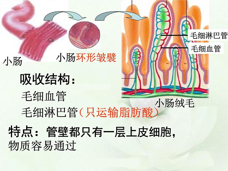 冀教版七下生物 1.3营养物质的吸收和利用 课件08