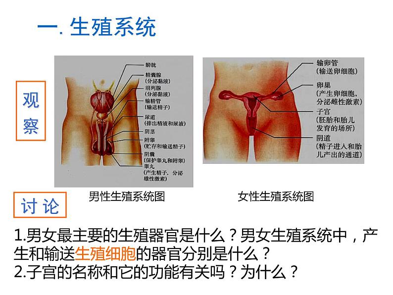 人教版七下生物  1.2人的生殖 课件第4页