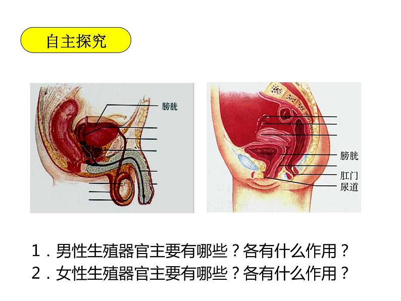 人教版七下生物  1.2人的生殖 课件第5页