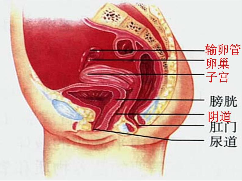 人教版七下生物  1.2人的生殖 课件第7页