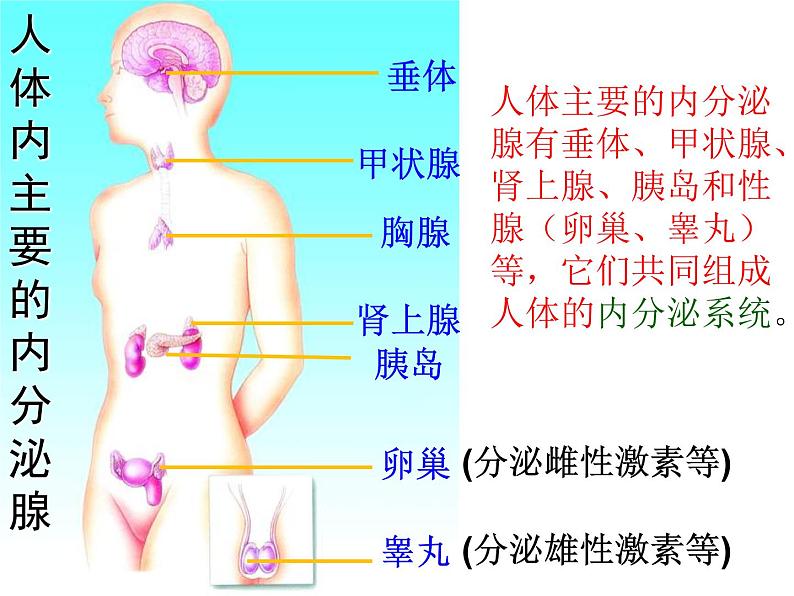 人教版七下生物  6.4激素调节  课件第4页