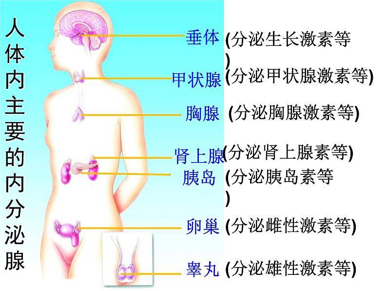 人教版七下生物  6.4激素调节  课件第6页