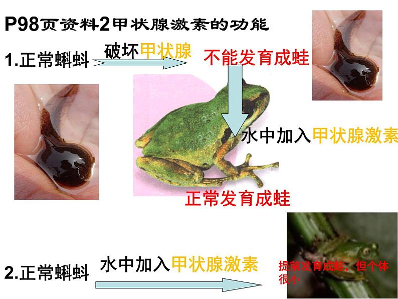 人教版七下生物  6.4激素调节  课件第8页