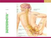 人教版七下生物  6.2神经系统的组成 课件