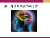 人教版七下生物  6.2神经系统的组成 课件