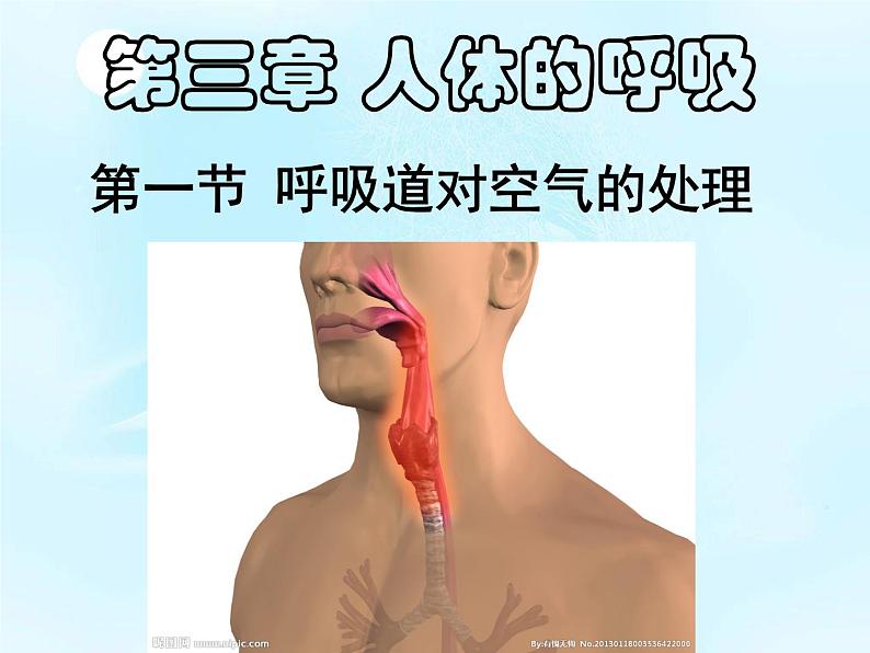 人教版七下生物  3.1呼吸道对空气的处理  课件02