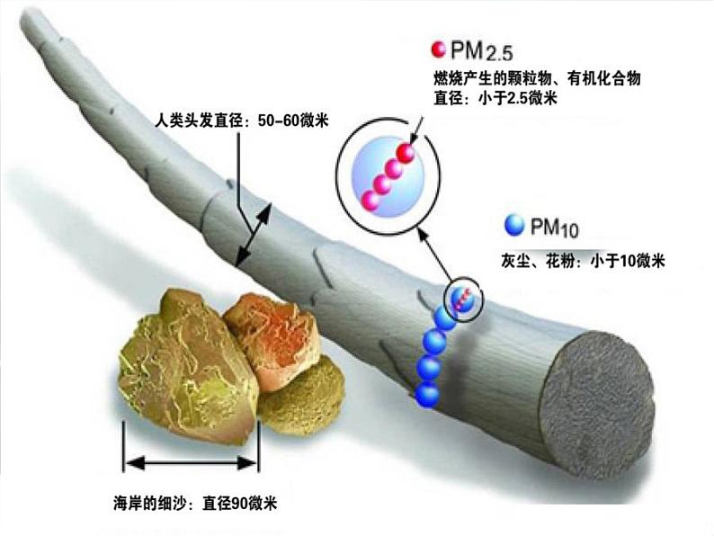 人教版七下生物  3.1呼吸道对空气的处理  课件08