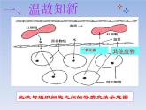 人教版七下生物  5人体内废物的排出  课件