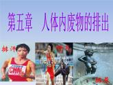 人教版七下生物  5人体内废物的排出  课件