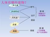 人教版七下生物  5人体内废物的排出  课件