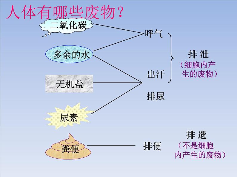 人教版七下生物  5人体内废物的排出  课件第4页