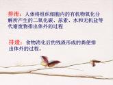 人教版七下生物  5人体内废物的排出  课件