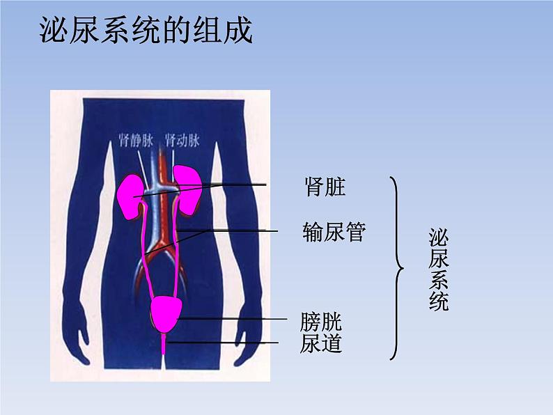 人教版七下生物  5人体内废物的排出  课件第6页