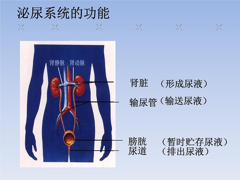 人教版七下生物  5人体内废物的排出  课件第7页