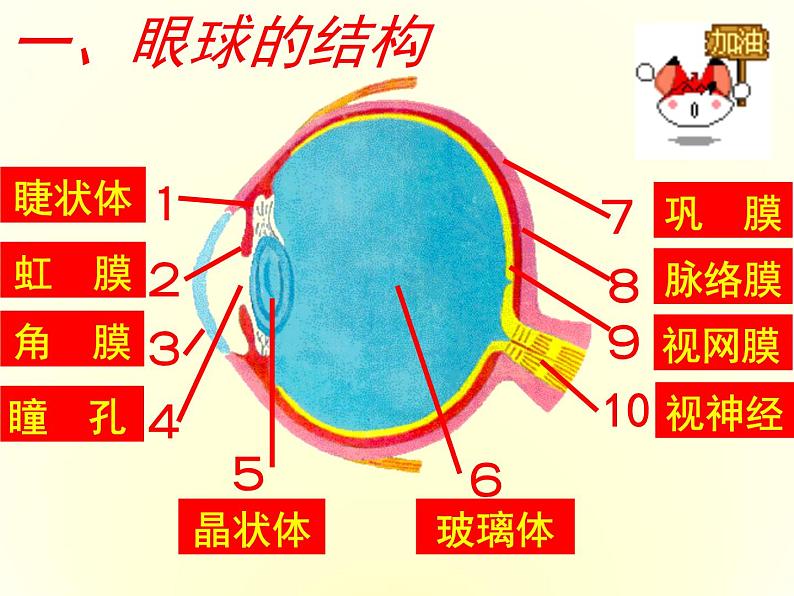 人教版七下生物  6.1人体对外界环境的感知  课件第2页