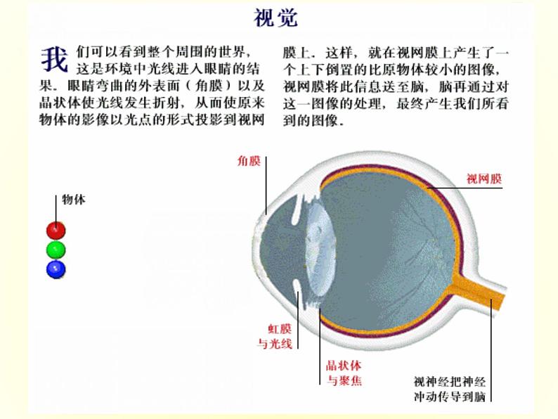 人教版七下生物  6.1人体对外界环境的感知  课件第8页