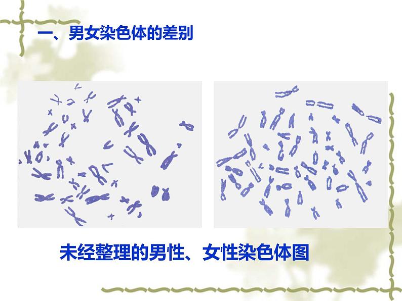 人教版八下生物 7.2.4人的性别遗传 课件08