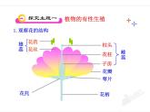 人教版八下生物 7.1.1植物的生殖 课件