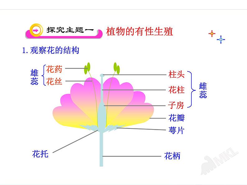 人教版八下生物 7.1.1植物的生殖 课件第4页