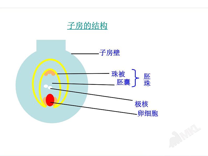 人教版八下生物 7.1.1植物的生殖 课件第7页