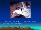 人教版八下生物 7.1.4鸟的生殖和发育 课件