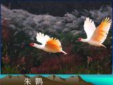 人教版八下生物 7.1.4鸟的生殖和发育 课件