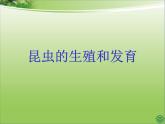 人教版八下生物 7.1.2昆虫的生殖和发育 课件