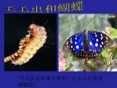 人教版八下生物 7.1.2昆虫的生殖和发育 课件