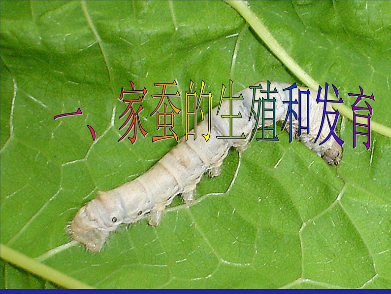 人教版八下生物 7.1.2昆虫的生殖和发育 课件05