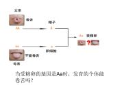 人教版八下生物 7.2.3基因的显性和隐性 课件