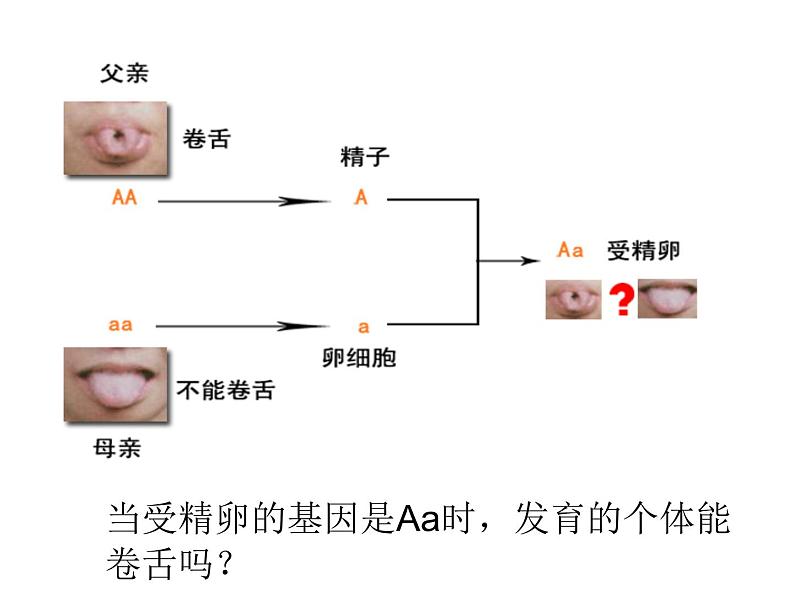 人教版八下生物 7.2.3基因的显性和隐性 课件02