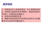 人教版八下生物 7.2.3基因的显性和隐性 课件