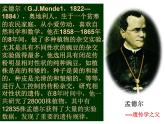 人教版八下生物 7.2.3基因的显性和隐性 课件