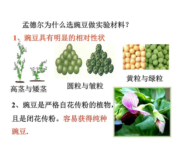 人教版八下生物 7.2.3基因的显性和隐性 课件06