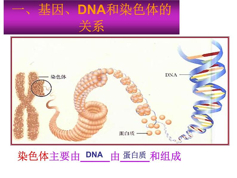 人教版八下生物 7.2.2基因在亲子代间的传递 课件第4页