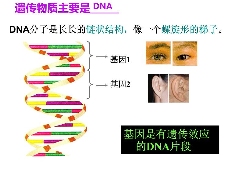 人教版八下生物 7.2.2基因在亲子代间的传递 课件第5页