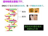 人教版八下生物 7.2.2基因在亲子代间的传递 课件