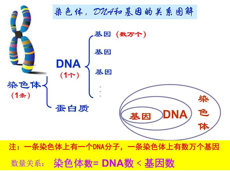 人教版八下生物 7.2.2基因在亲子代间的传递 课件第6页