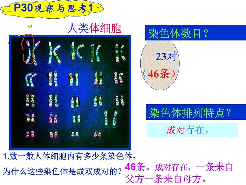 人教版八下生物 7.2.2基因在亲子代间的传递 课件第7页