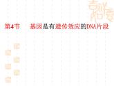 人教版八下生物 7.2.1基因控制生物的性状 课件