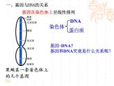 人教版八下生物 7.2.1基因控制生物的性状 课件