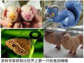人教版八下生物 7.2.1基因控制生物的性状 课件