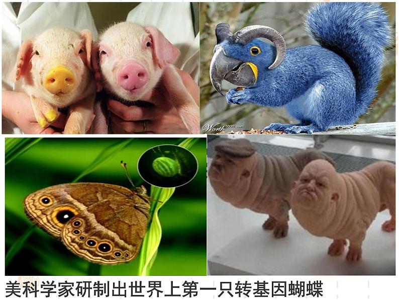 人教版八下生物 7.2.1基因控制生物的性状 课件03