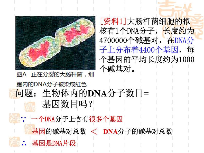 人教版八下生物 7.2.1基因控制生物的性状 课件05