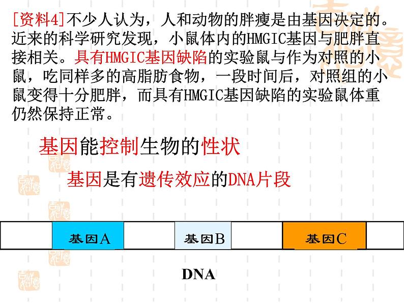 人教版八下生物 7.2.1基因控制生物的性状 课件08